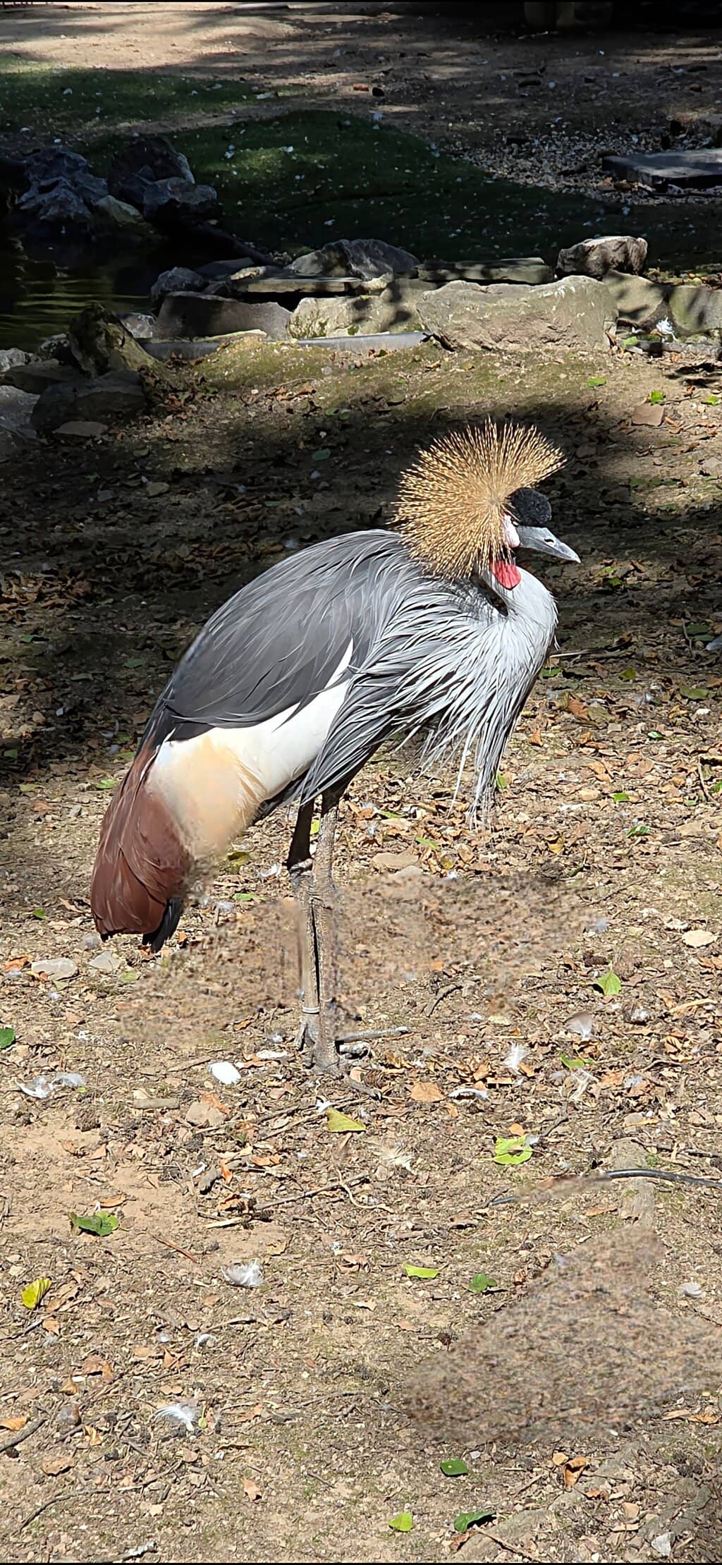 Forest Walk to the Zoo