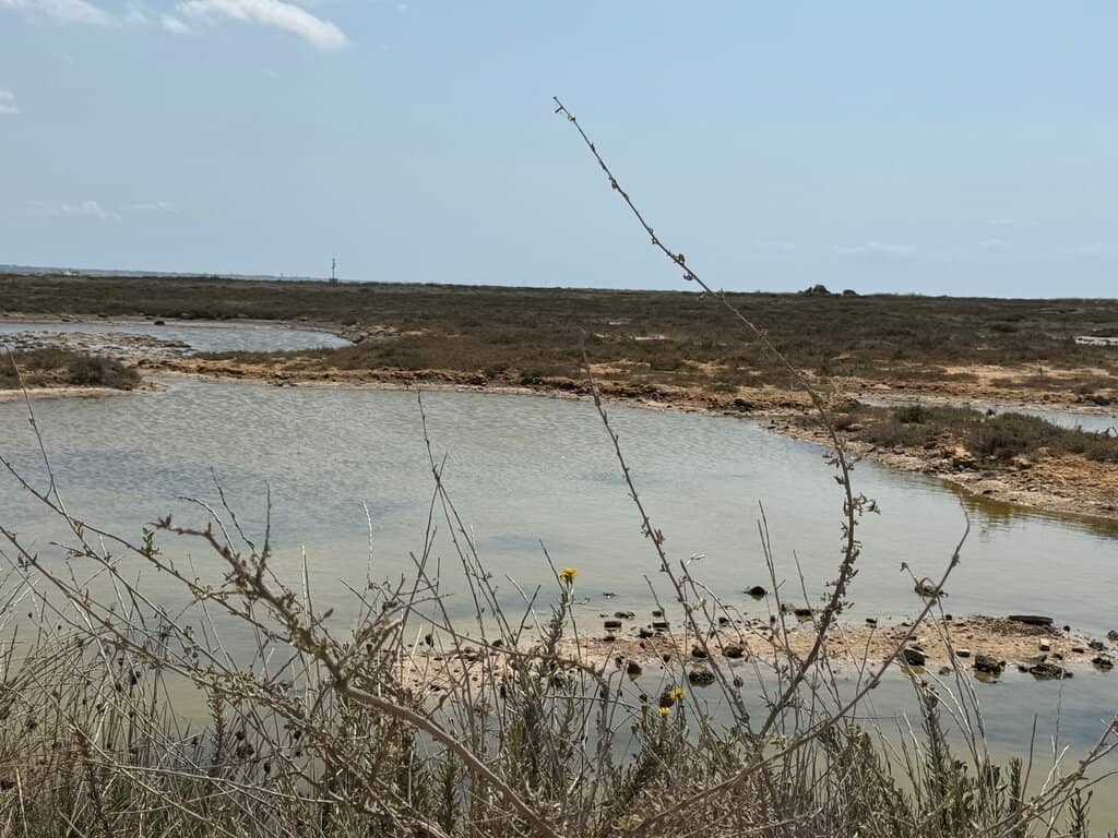 Dunes and Mediterranean Scrub