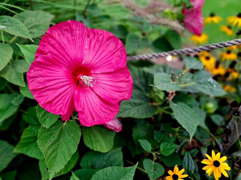 Local Events & Activations