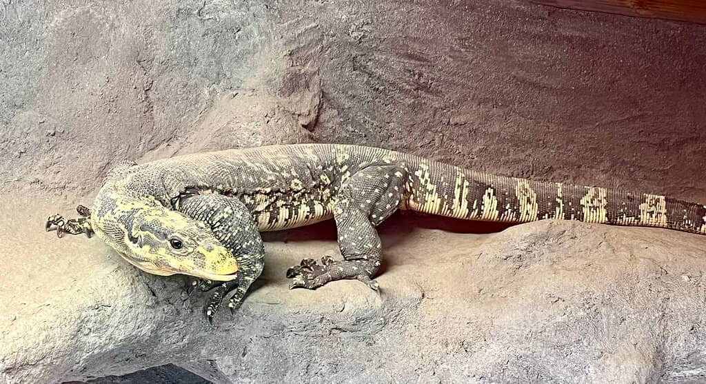 Exotic Food Challenge