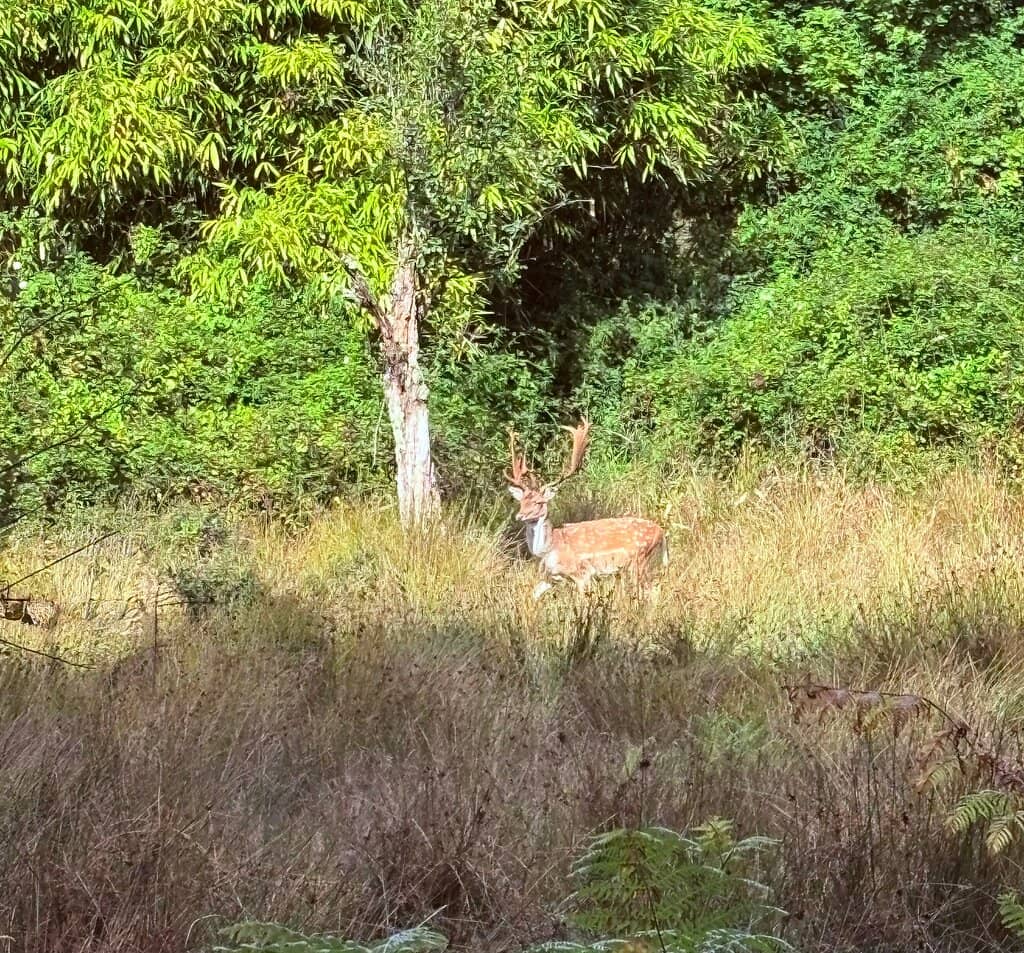 Deer Viewing Platform