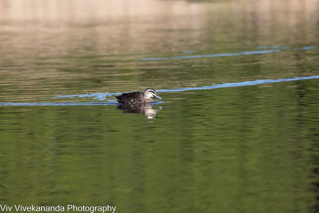 Wetlands and Waterbird Reserve
