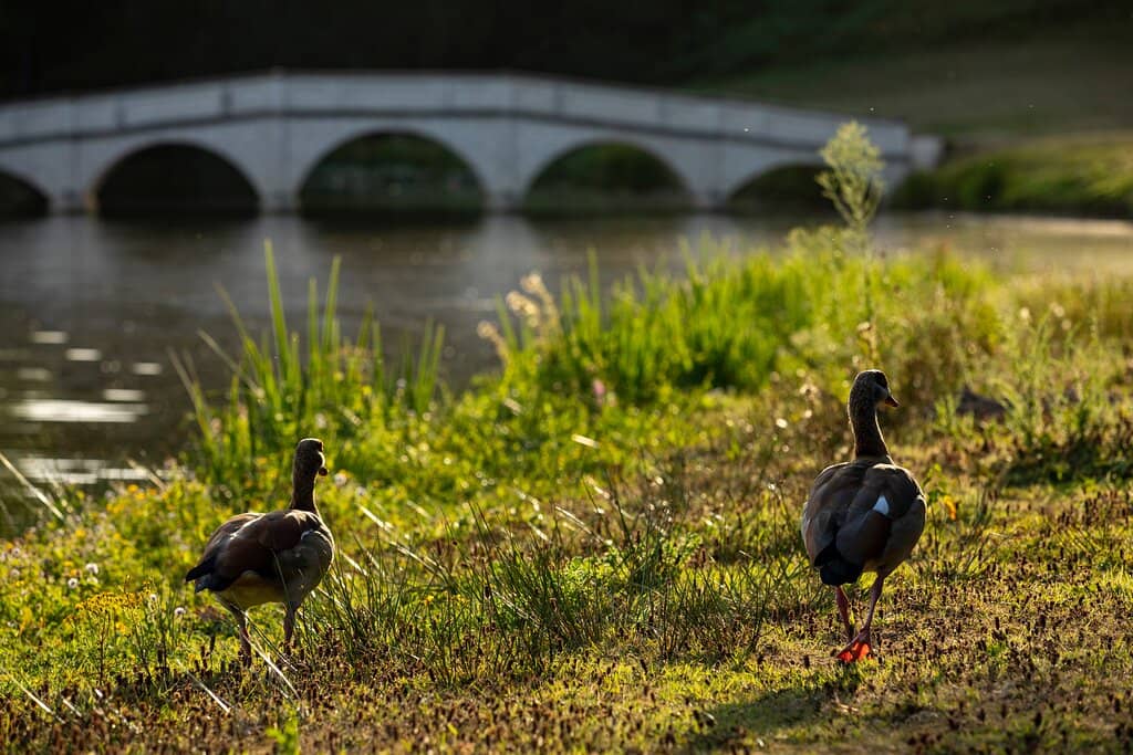 Chinese Water Bridge