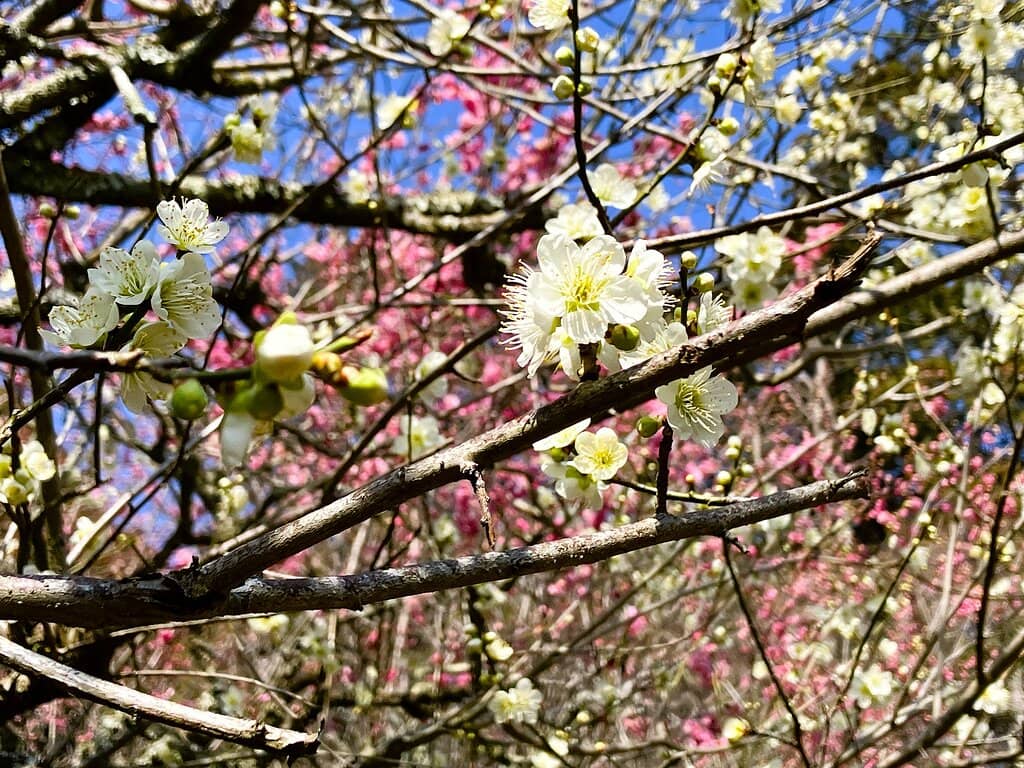Seasonal Blooms & Foliage