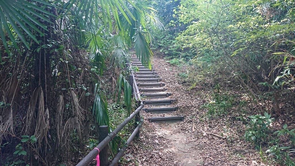 Autumn Foliage Spectacle