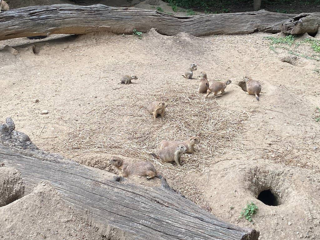 Spring Illuminations