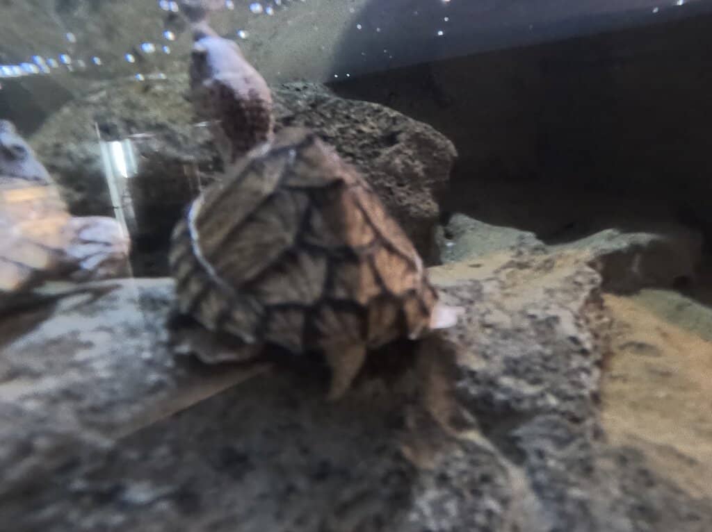 Interactive Touch Tanks