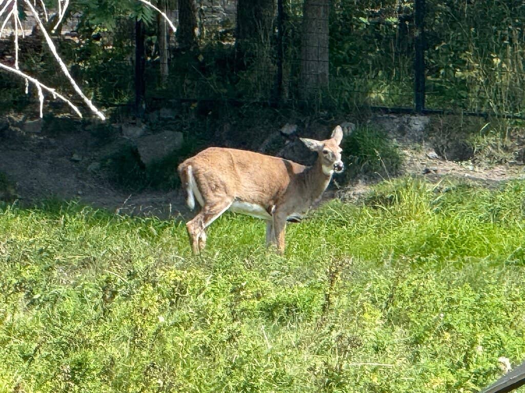 Interactive Animal Experiences