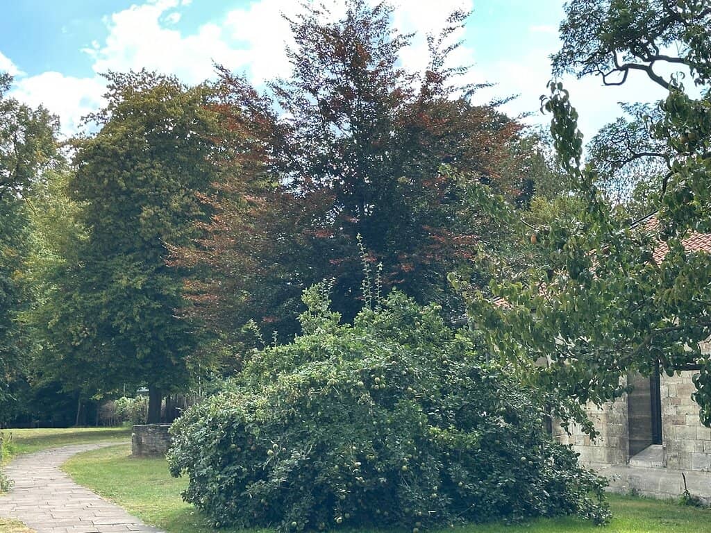 600-Year-Old Oak Tree