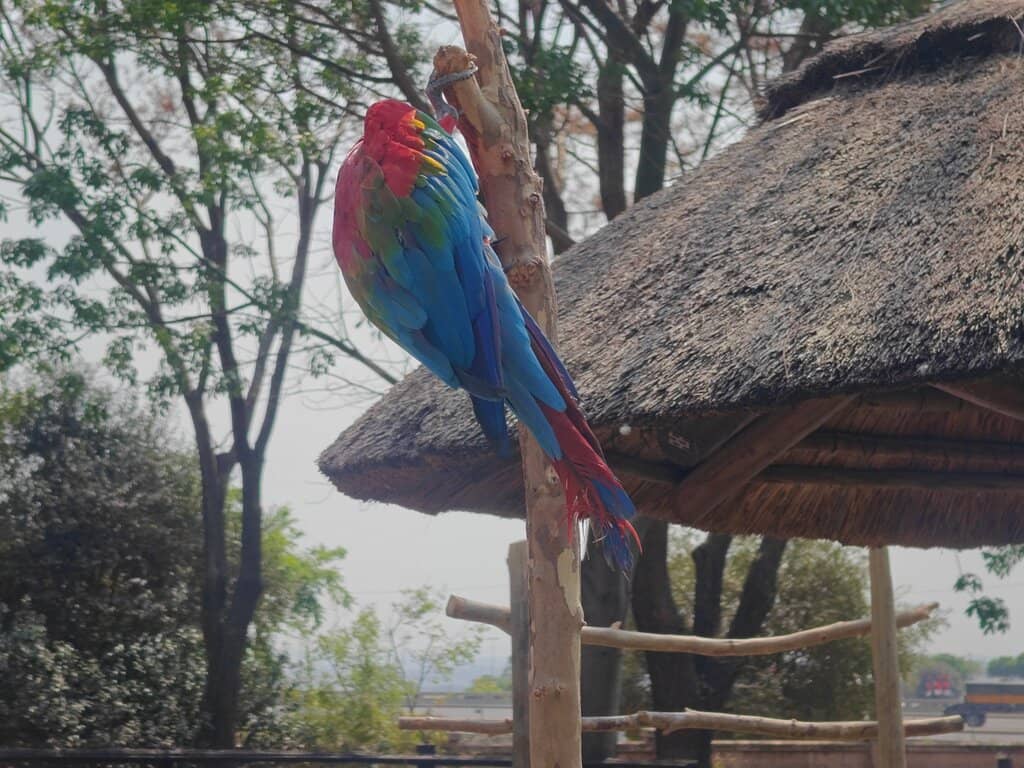 Vibrant Aviary Encounters