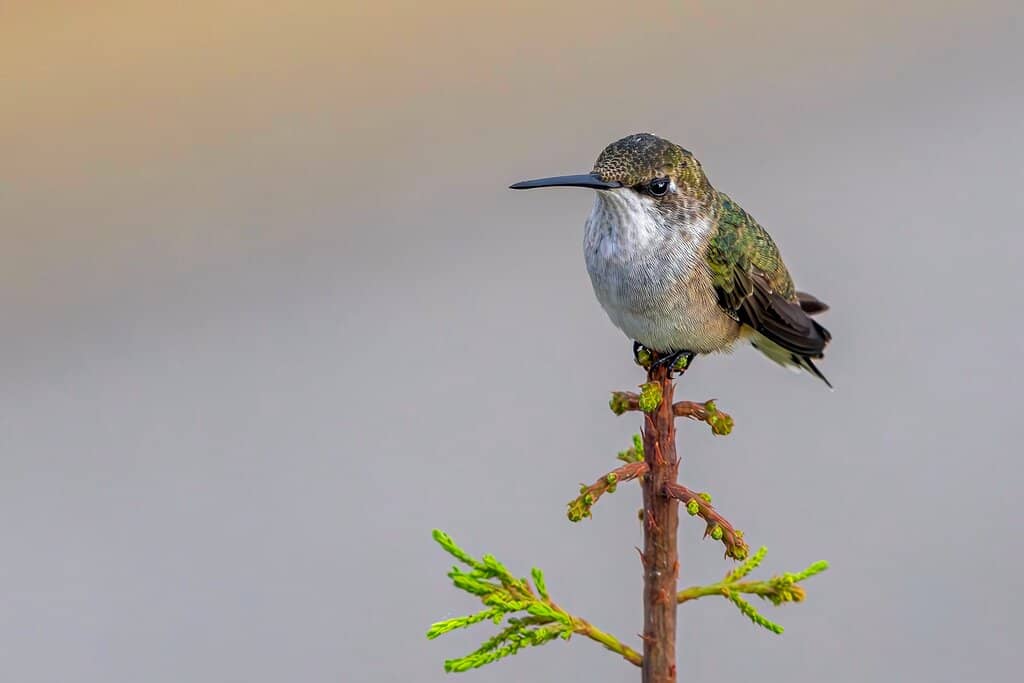 Live Animal Encounters