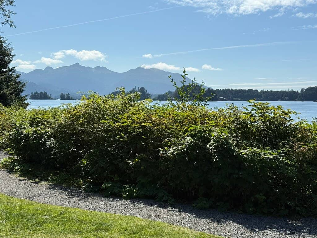 Temperate Rainforest Immersion