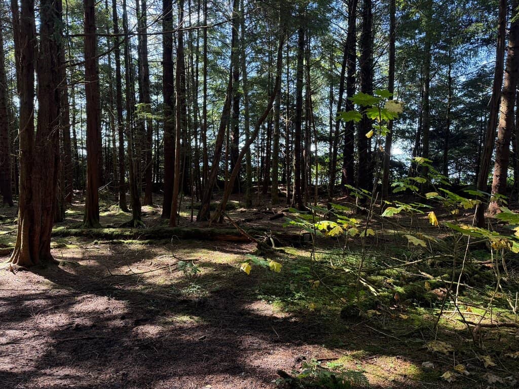 Salmon Spawning Streams