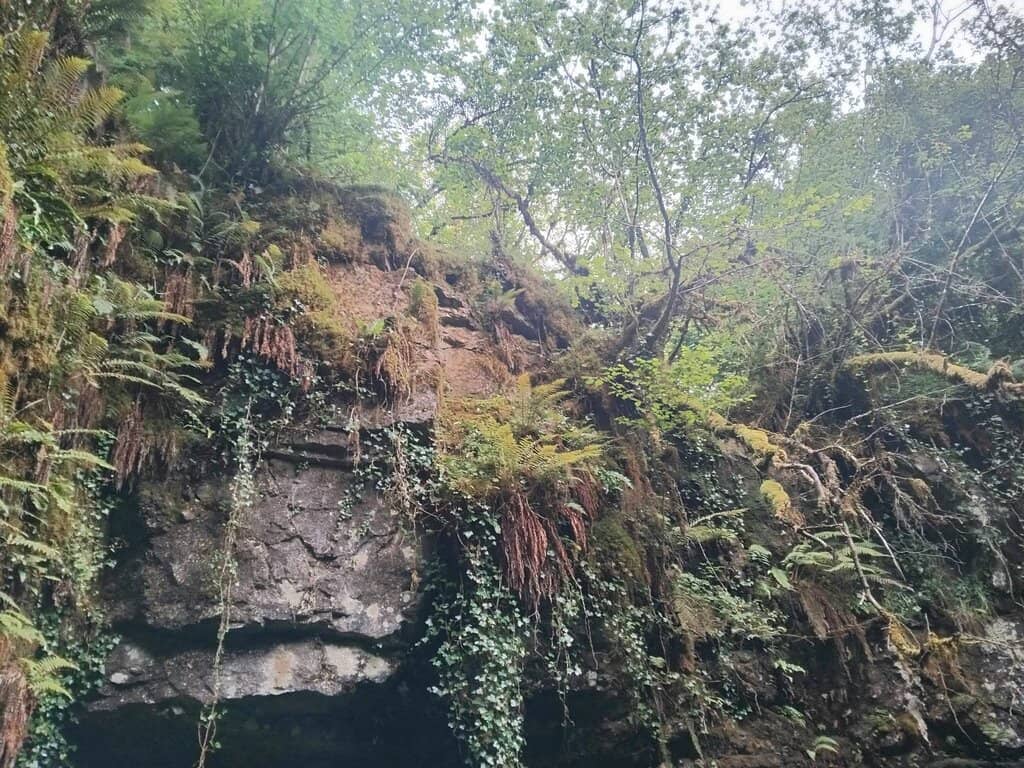 Forest Walking Trails