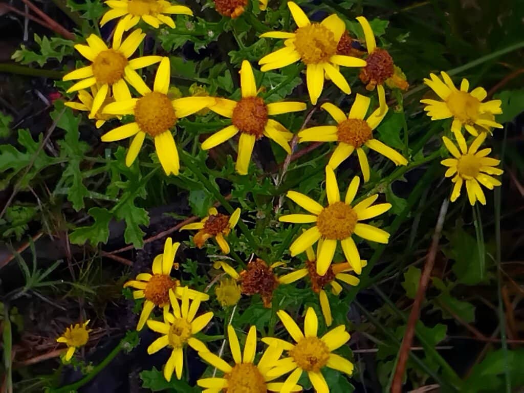 Belmore Forest Waterfall