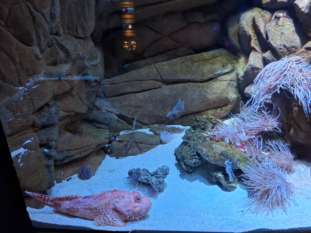 Diverse Aquatic Life