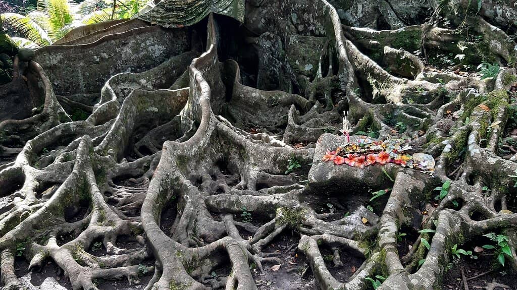The Elephant Cave Entrance