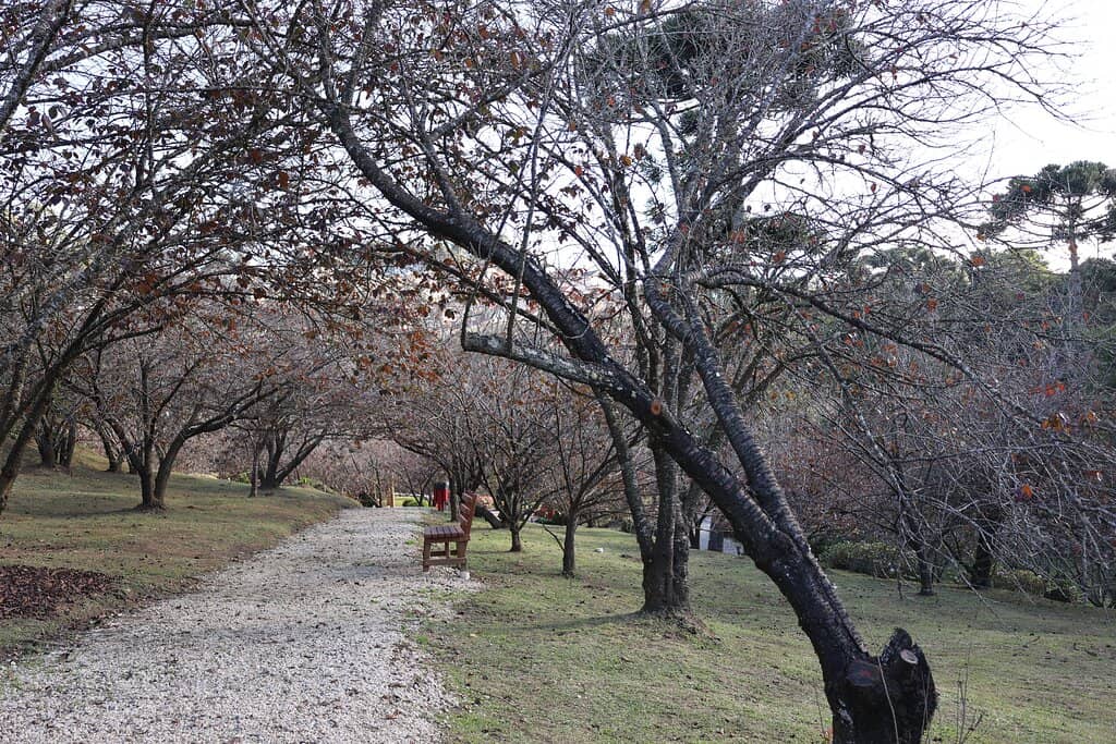 Cherry Blossom Trails