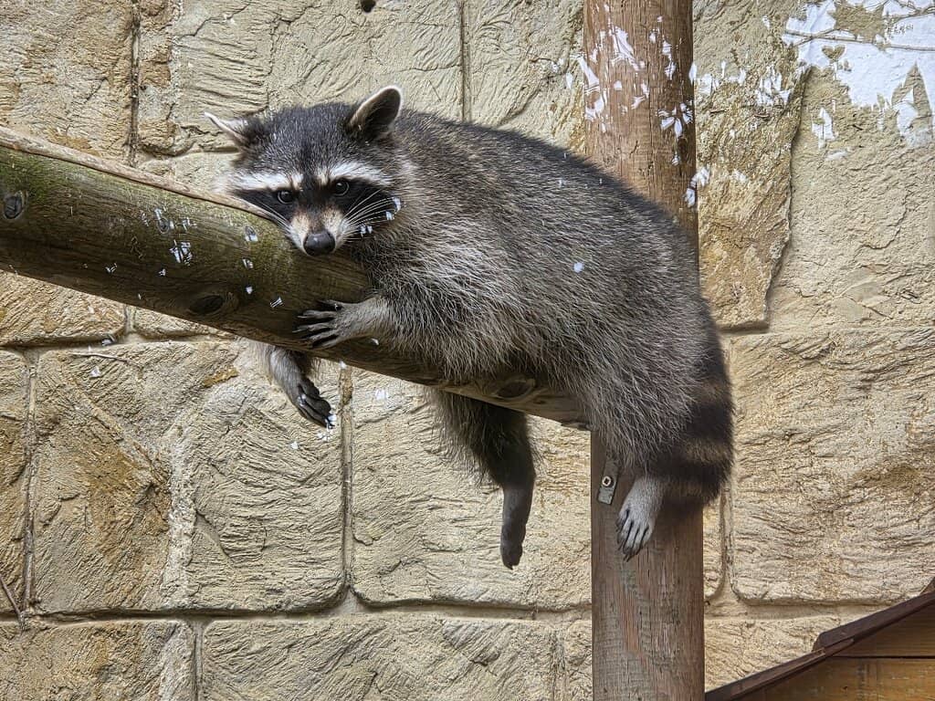 Freshly Pressed Guarapo