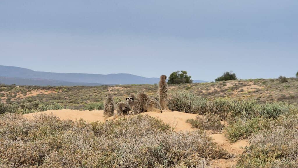 Expert-Led Wildlife Observation