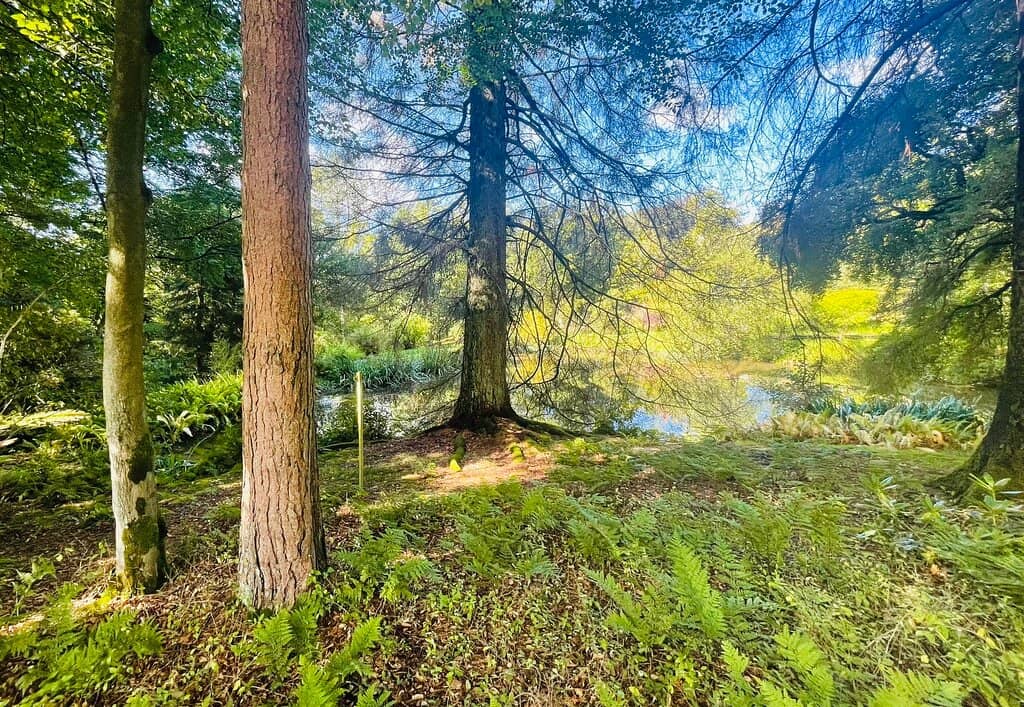 The Tea Room Experience