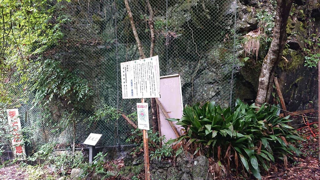 Spring Cherry Blossoms