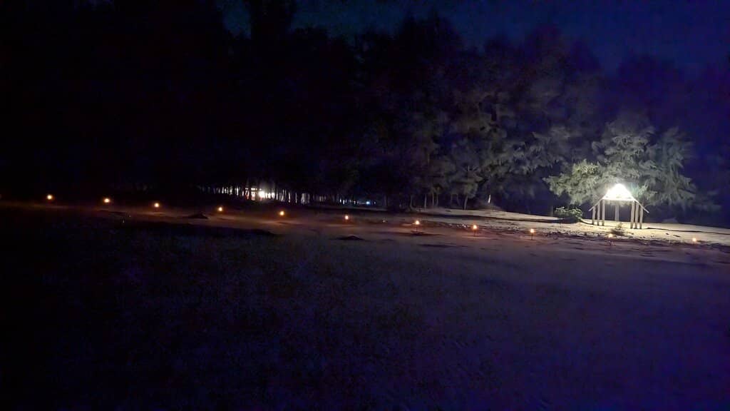 Lush Mangrove Forests