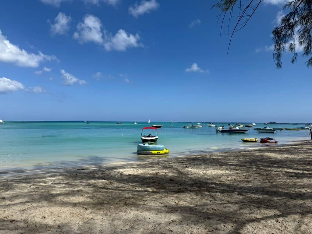 Casuarina Tree Shade