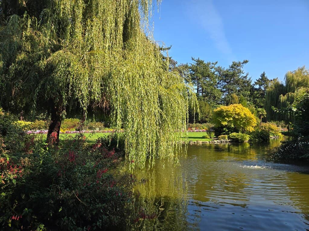 The Majestic Peacocks