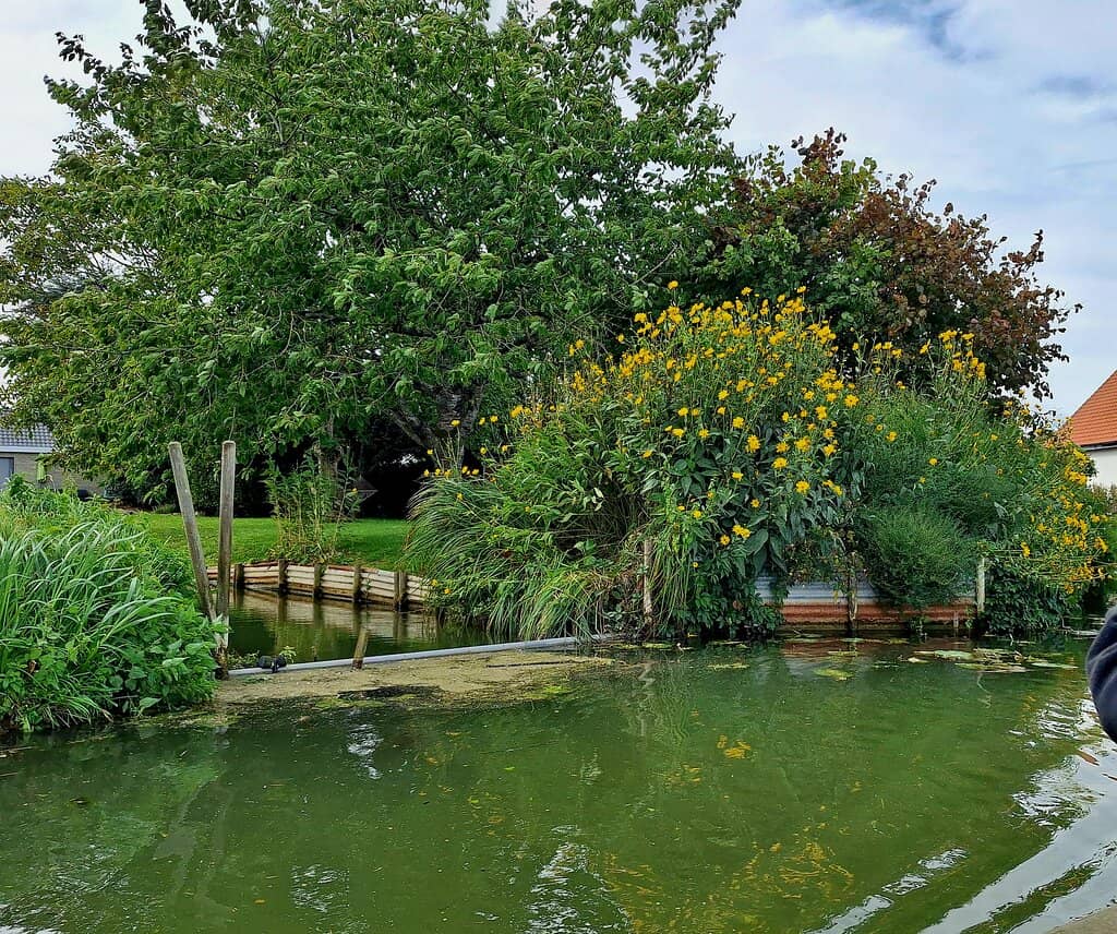 Serene Electric Boat Ride