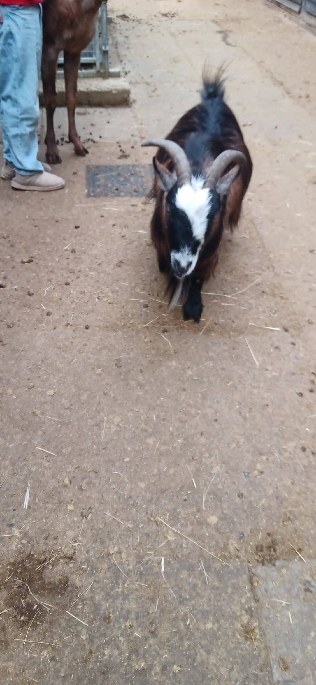 Baby Goat Cuteness