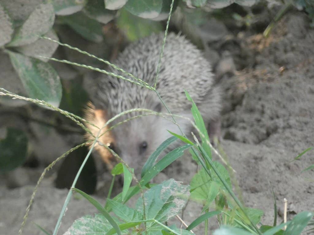 Lake and Water Features
