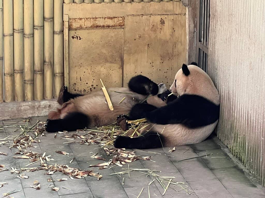 Diverse Animal Collection