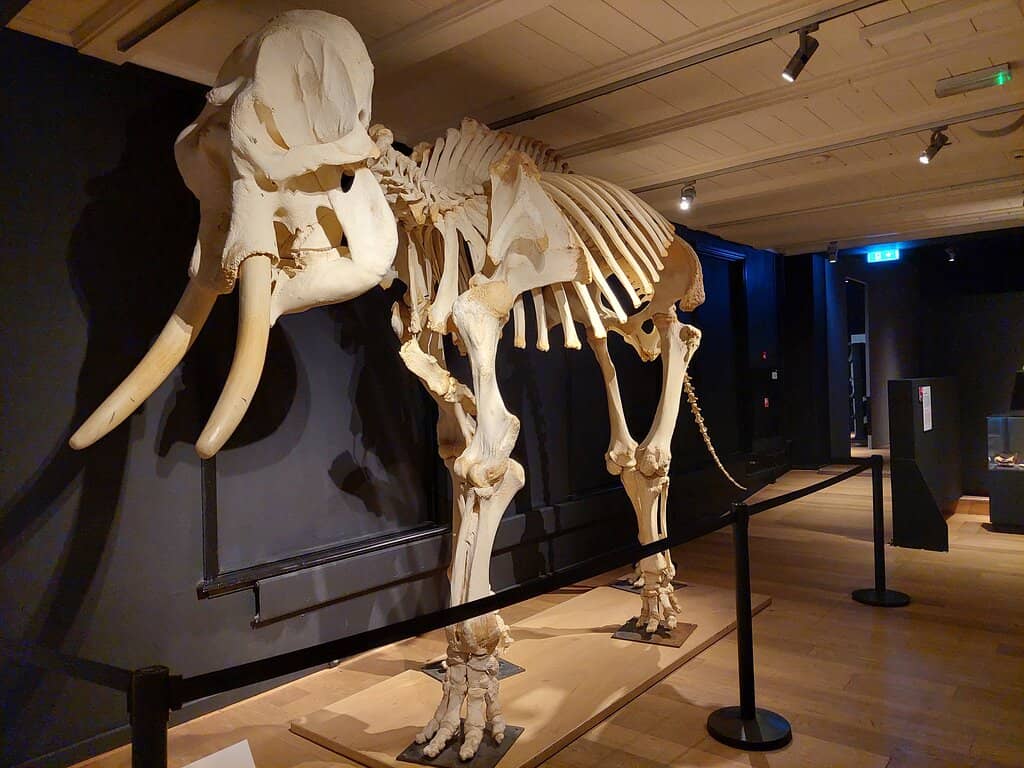 Whale Skeleton