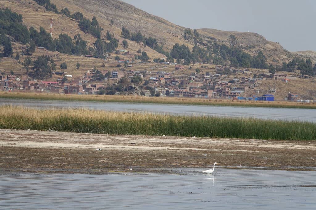 Totora Reed Boat Ride