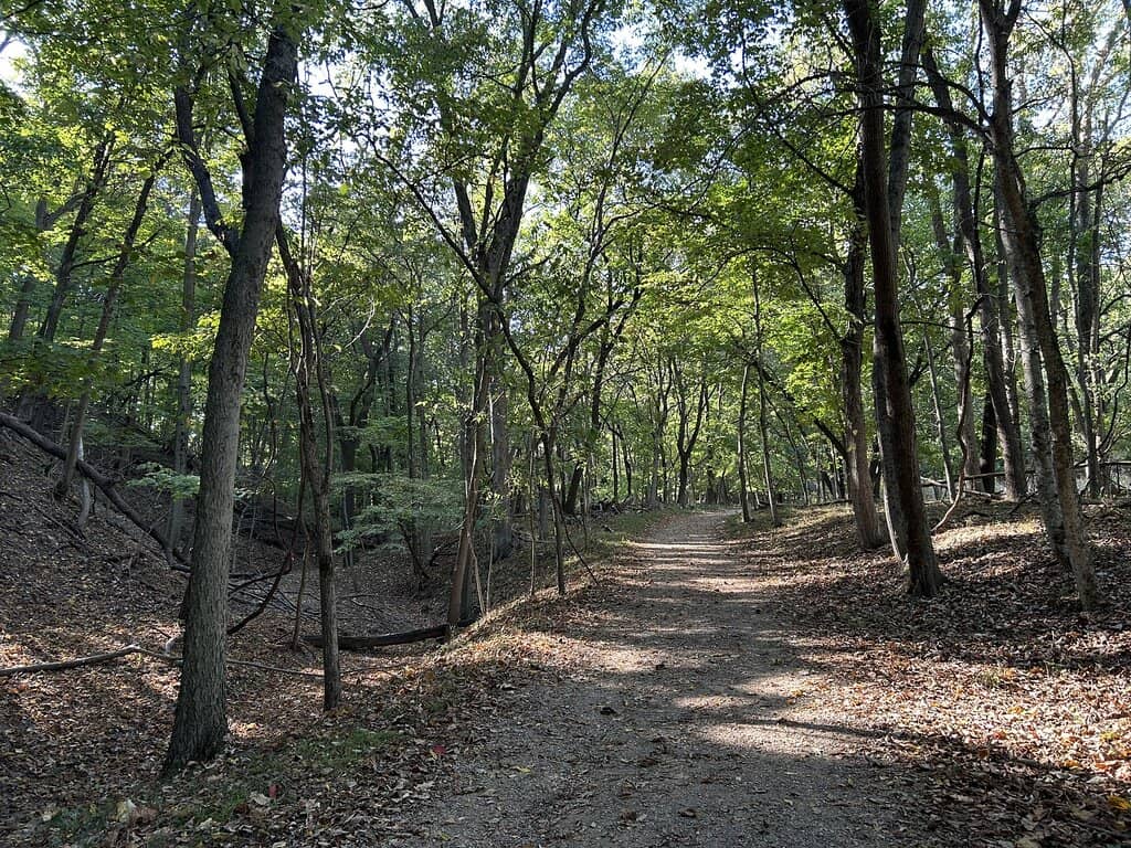 Shaded Forest Trails