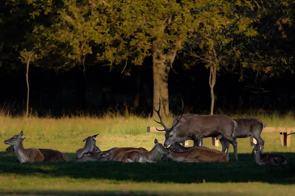 Ancient Forest Trails