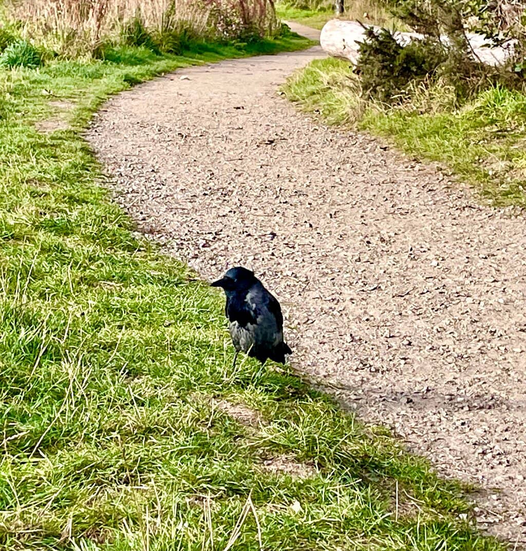 River Don Walks