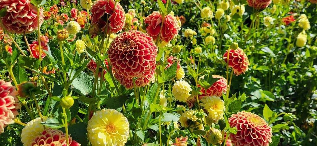 Mediterranean Garden