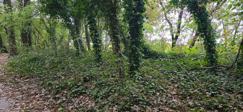 Scenic Walking Trails