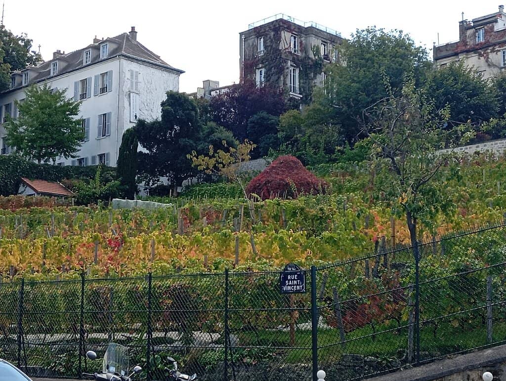 Historic Grape Varieties