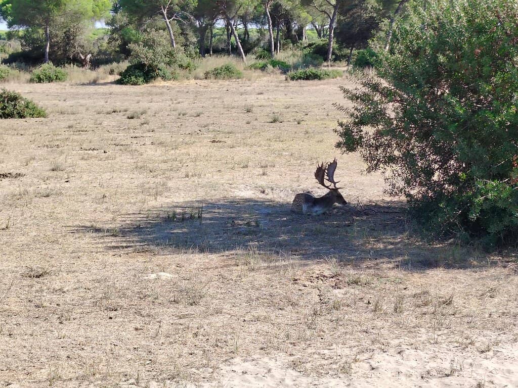 Wildlife Spotting Opportunities