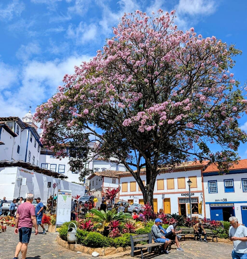 Live Music & Performances