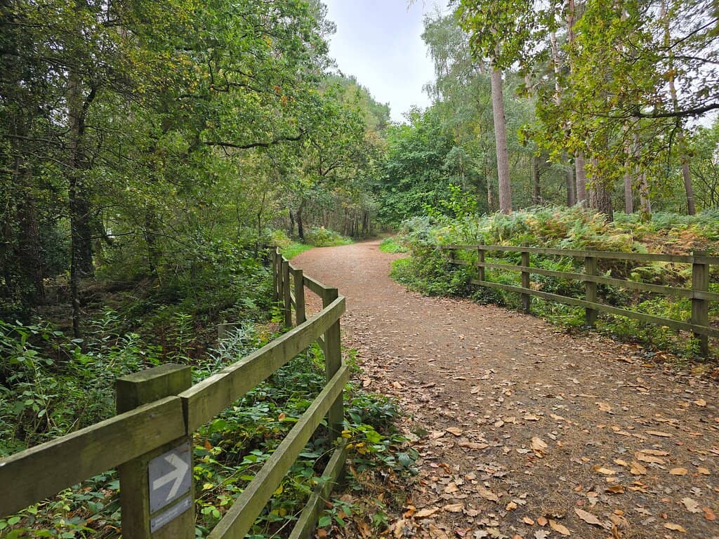 Forest Live Concerts