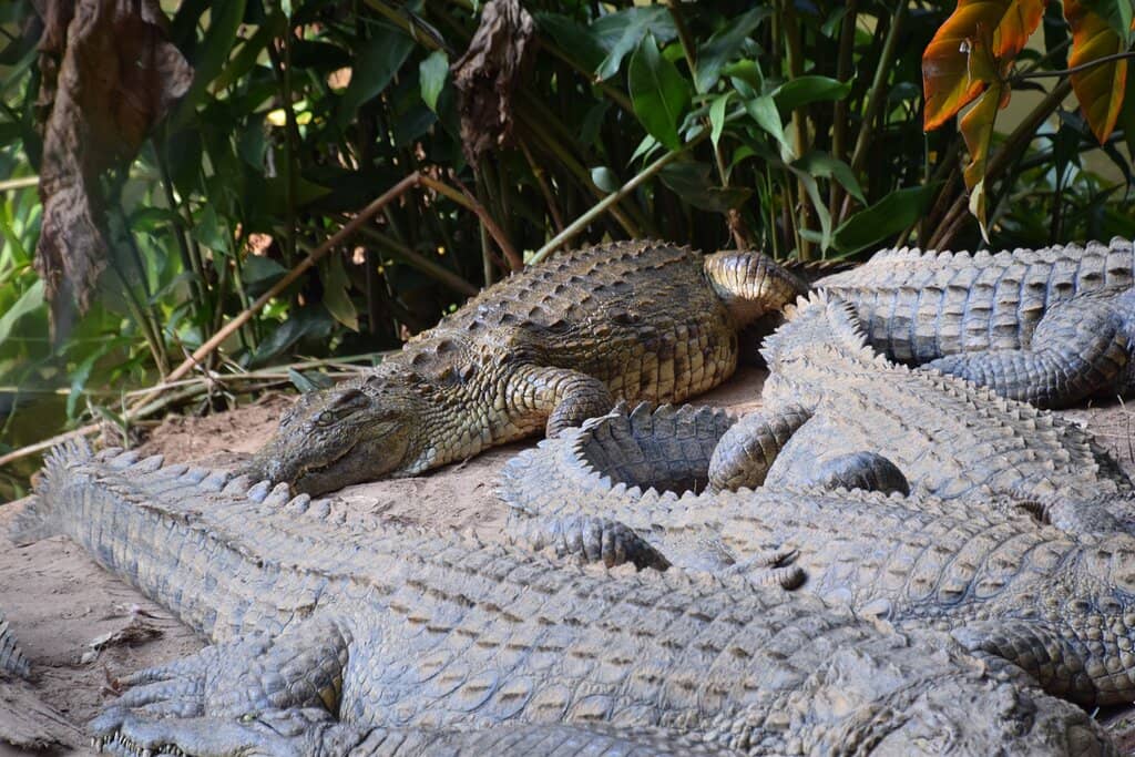 Night Walk Discoveries