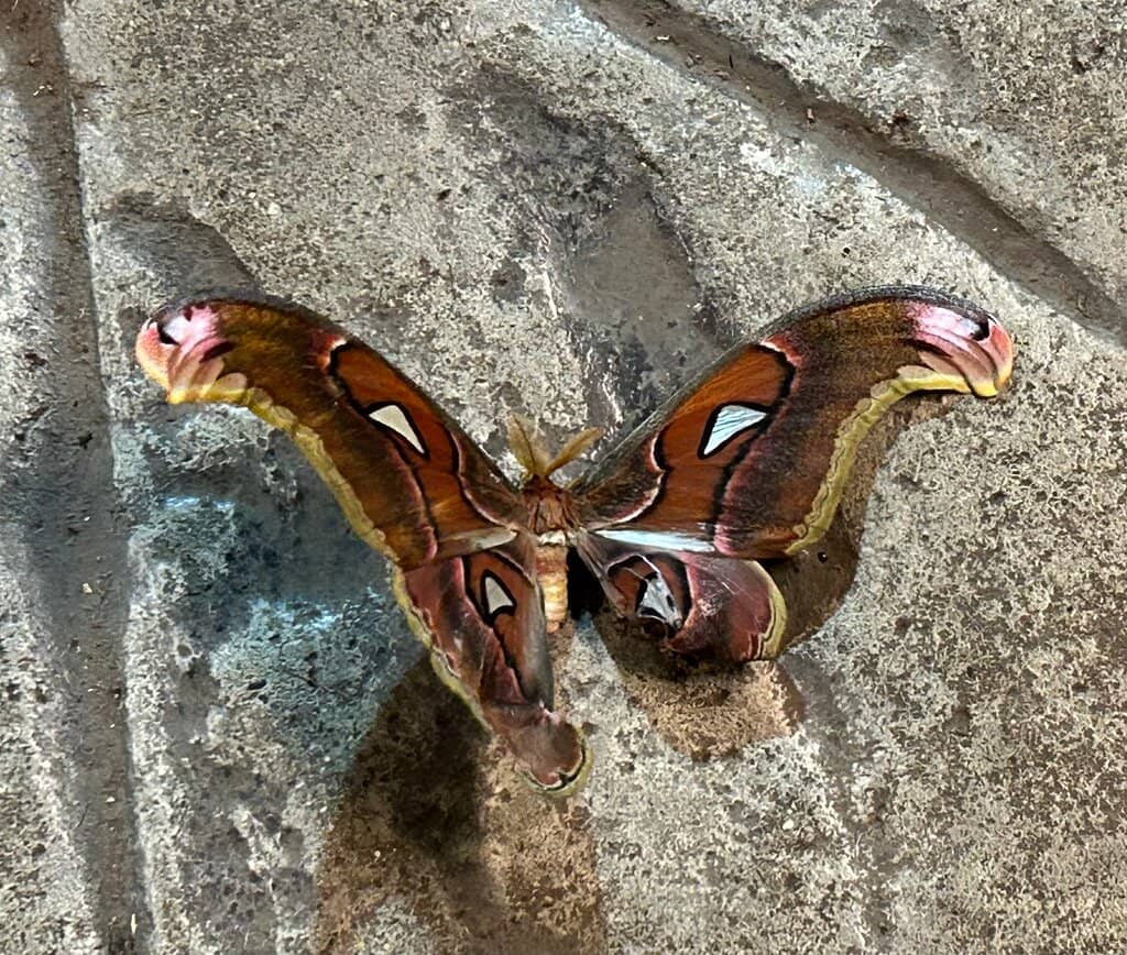 Emerging Butterflies