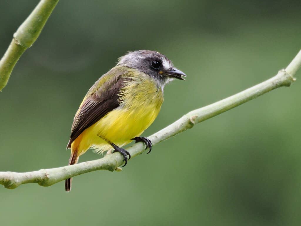 Balcony Hammock Bliss