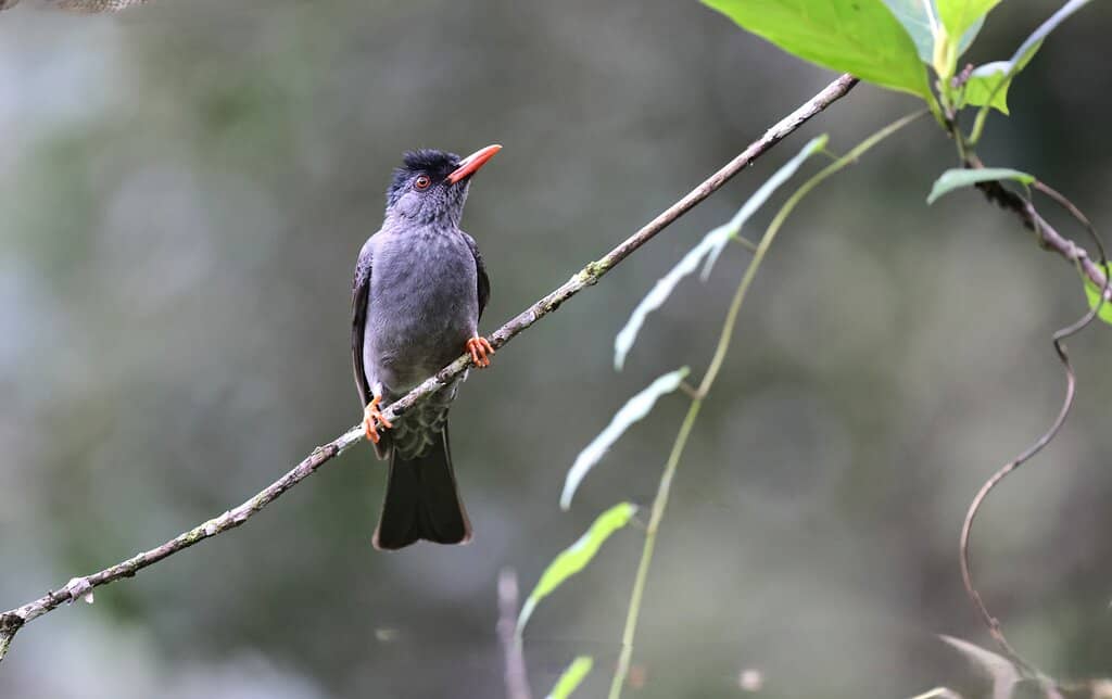 Duvili Ella Waterfall