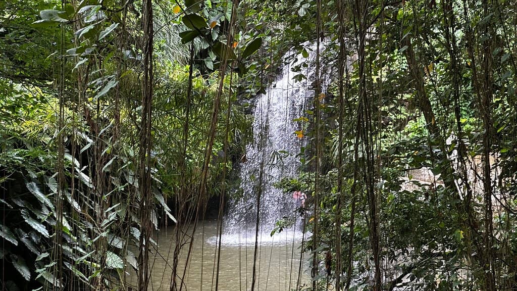 Cliff Diver Performances