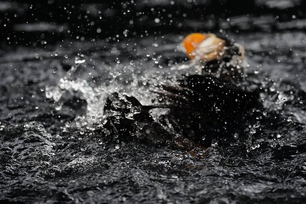 Harbor Seal & Sea Lion Exhibits